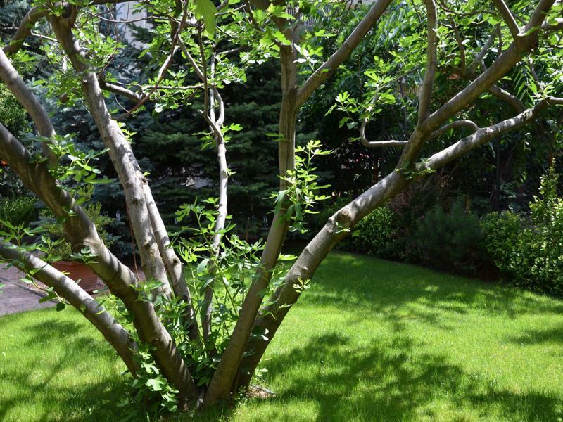 Fig Tree House Budapest Ngoại thất bức ảnh